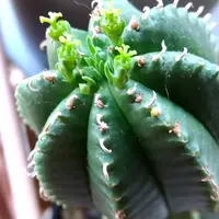 ユーフォルビア 蘭岳【レア品種】
