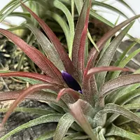 チランジア（ティランジア、エアプランツ）とは｜育て方がわかる植物