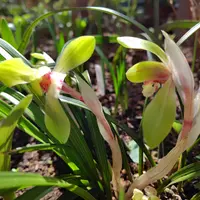 シュンランとは｜育て方がわかる植物図鑑｜みんなの趣味の園芸（NHK出版） 