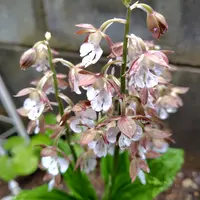 日本エビネ花譜 第4巻 補遺 春咲き種・夏咲き種・稀産種 日本エビネ花譜 第4巻 補遺(春・夏咲き種他(高橋勝雄) / 間島