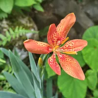 mizu ヒオウギ（日扇） 楽天市場】【ヒオウギ属】ダルマ日扇 4.5号ポット : 産直花だん屋