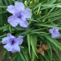 ルエリア　ruellia デモテープ ルエリア ruellia デモテープ
