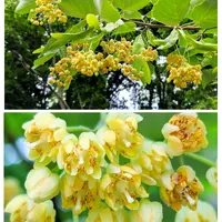 ボダイジュ（菩提樹）の写真｜植物図鑑｜みんなの趣味の園芸