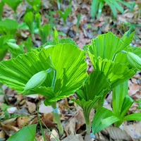 クマガイソウの種類（原種、品種）｜植物図鑑｜みんなの趣味の