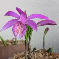 タイリントキソウとは｜育て方がわかる植物図鑑｜みんなの趣味の園芸