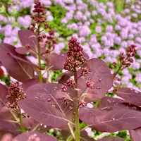 スモークツリーの写真|植物図鑑|みんなの趣味の園芸 スモークツリーの写真|植物図鑑|みんなの趣味の園芸