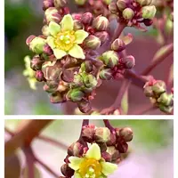 スモークツリーの写真|植物図鑑|みんなの趣味の園芸 スモークツリーの写真|植物図鑑|みんなの趣味の園芸