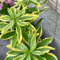 沈丁花ページ④ imgrc0088782475.jpg