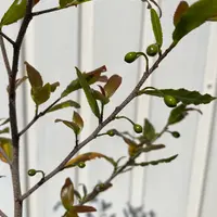 ミッキーマウスノキ(オクナ・セルラータ)とは|育て方がわかる ミッキーマウスノキ(オクナ・セルラータ)とは|育て方がわかる
