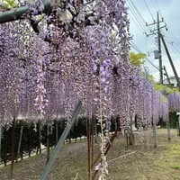 フジ（藤）とは｜育て方がわかる植物図鑑｜みんなの趣味の園芸