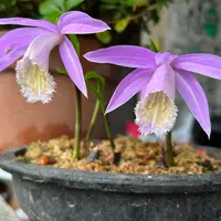 タイリントキソウとは｜育て方がわかる植物図鑑｜みんなの趣味の園芸