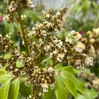 ライチの写真|植物図鑑|みんなの趣味の園芸 ライチの写真|植物図鑑|みんなの趣味の園芸
