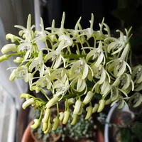 セッコクとは｜育て方がわかる植物図鑑｜みんなの趣味の園芸