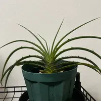 ディッキアの種類(原種、品種)|植物図鑑|みんなの趣味の園芸 ディッキアの種類(原種、品種)|植物図鑑|みんなの趣味の園芸
