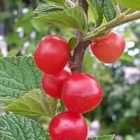 ユスラウメとは｜育て方がわかる植物図鑑｜みんなの趣味の園芸