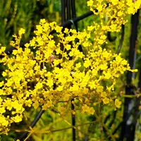 オミナエシとは｜育て方がわかる植物図鑑｜みんなの趣味の園芸