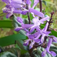 G0708青桔梗渦葉紺糸覆輪桔梗咲八重そ「朝顔2021」のアルバム