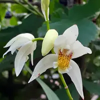 紫蘭ページ エクシスランド | ストーンジョイント | 建材サーチ