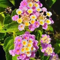 ランタナ様☆ 専用ページ☆ ランタナの写真｜植物図鑑｜みんなの趣味の園芸