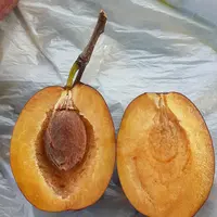 プルーンの育て方・栽培方法｜植物図鑑｜みんなの趣味の園芸