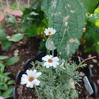ローダンセマムの写真｜植物図鑑｜みんなの趣味の園芸