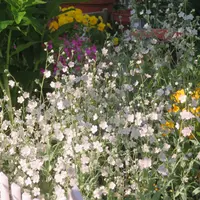 オンファロデスとは|育て方がわかる植物図鑑|みんなの趣味の オンファロデスとは|育て方がわかる植物図鑑|みんなの趣味の