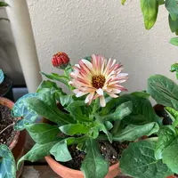 カレンデュラ（キンセンカ）とは｜育て方がわかる植物図鑑｜みんなの