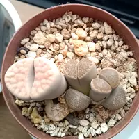 赤系リトープス｜園芸日記byうめ｜みんなの趣味の園芸｜600338