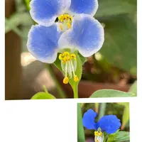 ツユクサ ツユクサ (ケア, 特徴, 花, 画像)