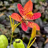 ヒオウギの写真｜植物図鑑｜みんなの趣味の園芸