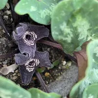 カンアオイの写真｜植物図鑑｜みんなの趣味の園芸