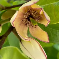 ✴️ 春と秋の2回咲く！✴️ 2期咲きカラタネオガタマ ✴️ 甘い香り ✴️ トウオガタマ (カラタネオガタマ） | 山科植物資料館