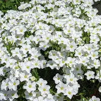 アレナリアの写真｜植物図鑑｜みんなの趣味の園芸