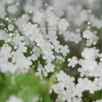 オンファロデスの種類(原種、品種)|植物図鑑|みんなの趣味の オンファロデスの種類(原種、品種)|植物図鑑|みんなの趣味の