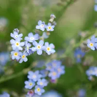 ワスレナグサとは｜育て方がわかる植物図鑑｜みんなの趣味の園芸