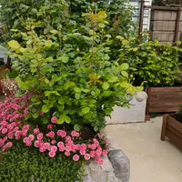 サンタンカの挿し木|園芸日記by園芸大好きおじさん|みんなの サンタンカの挿し木|園芸日記by園芸大好きおじさん|みんなの