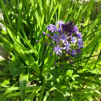 シラーの育て方・栽培方法|植物図鑑|みんなの趣味の園芸(NHK シラーの育て方・栽培方法|植物図鑑|みんなの趣味の園芸(NHK
