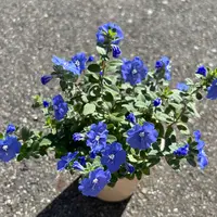 アメリカンブルー様 おまとめ Amazon.co.jp: エボルブルス 苗 水色小町 コンパクト アメリカン