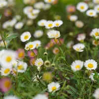 エリゲロンの育て方・栽培方法|植物図鑑|みんなの趣味の園芸 エリゲロンの育て方・栽培方法|植物図鑑|みんなの趣味の園芸