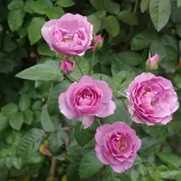 たっぷりの薔薇 4666_X_2_grande.jpg?v=1573189009