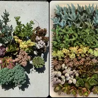 セダム・モシニアナムの基本情報・育て方|多肉植物・サボテン セダム・モシニアナムの基本情報・育て方|多肉植物・サボテン