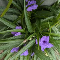 ルエリア　ruellia デモテープ ルエリアの種類（原種、品種）｜植物図鑑｜みんなの趣味の園芸