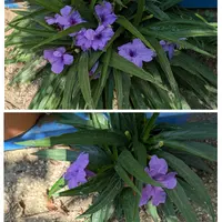 ルエリア　ruellia デモテープ ルエリア ruellia デモテープ ルエリア ruellia デモテープ