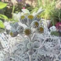 シロタエギクとは｜育て方がわかる植物図鑑｜みんなの趣味の園芸