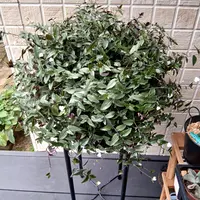 ブライダルベールの写真｜植物図鑑｜みんなの趣味の園芸