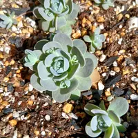 子持ち蓮華錦の基本情報・育て方｜多肉植物・サボテン図鑑｜みんなの