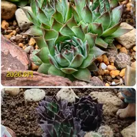 センペルビウム（センペルビブム）とは｜育て方がわかる植物図鑑