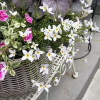 ヒナソウとは｜育て方がわかる植物図鑑｜みんなの趣味の園芸