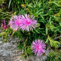 松葉菊いっぱい♪ マツバギク - Wikipedia