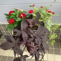 挿木苗『ハクチョウゲ』を根上がり寄せ植え盆栽に｜園芸日記bymeika